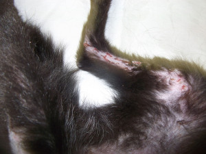 Zdravotní stav týrané fenky se pomalu zlepšuje, vyhráno ještě zdaleka nemá