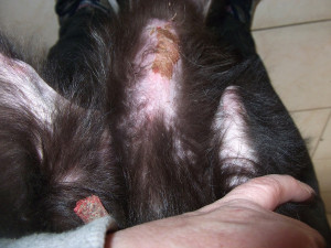 Zdravotní stav týrané fenky se pomalu zlepšuje, vyhráno ještě zdaleka nemá