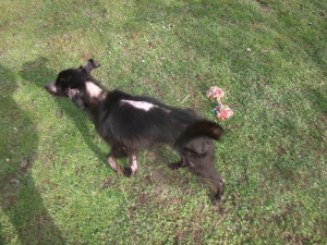 Zdravotní stav týrané fenky se pomalu zlepšuje, vyhráno ještě zdaleka nemá