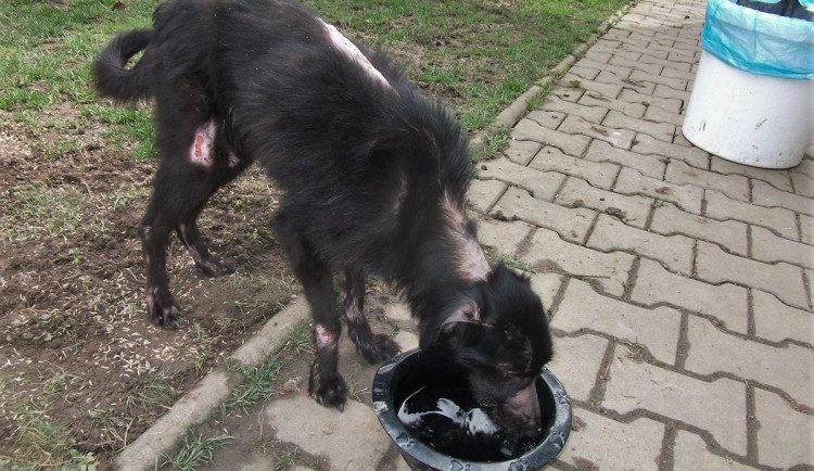 Zdravotní stav týrané fenky se pomalu zlepšuje, vyhráno ještě zdaleka nemá