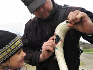 Labuť těsně po zákroku