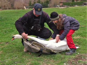 Labuť těsně po zákroku