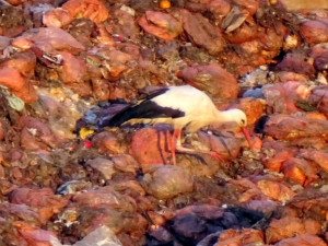 Takto vyfotografovali Kryštofa v pondělí v Německu