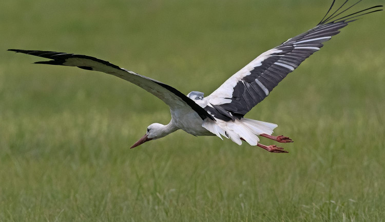 Čáp Kryštof s vysílačkou se vrátil do Česka z afrického Senegalu, kde trávil zimu