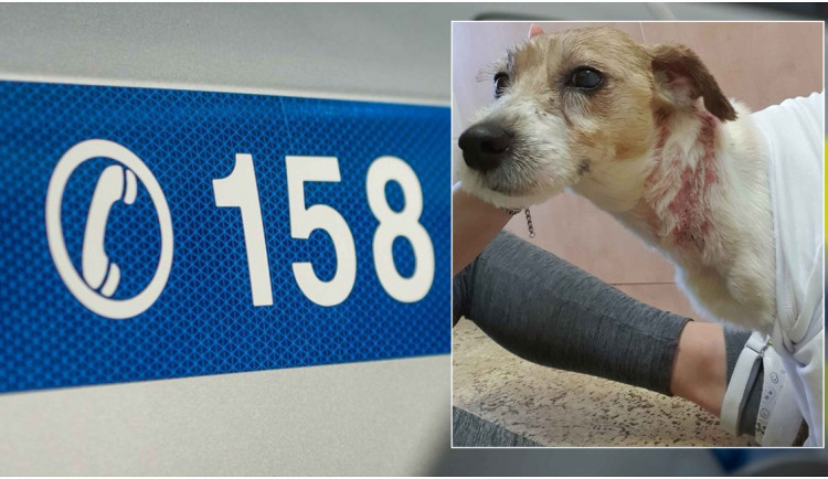 Student medicíny prováděl pokusy svém psu, nyní mu hrozí šest let vězení