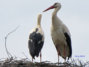 Na hnízdě už je pár, Kryštofa má na zádech vysílačku