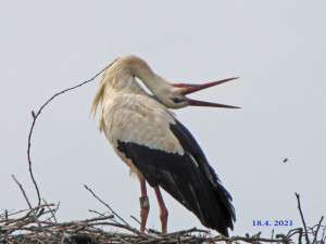 Kryštof překvapil, ze slavného čápa s vysílačkou se po návratu ze Senegalu vyklubala samice