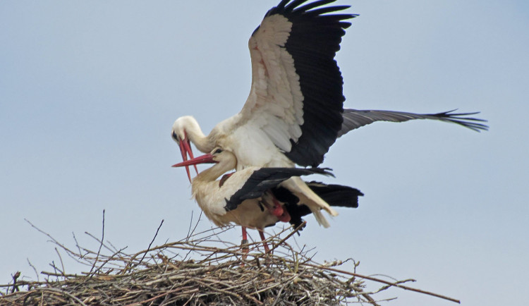 Tato fotografie usvědčila Kryštofa z toho, že se jedná o samici