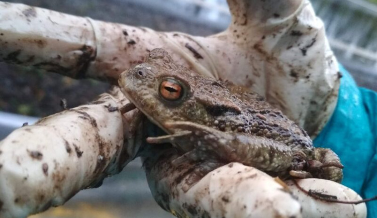 Migrující ropuchy ochrání před koly aut nové bariéry