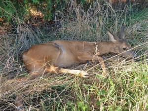 Pro většinu srnek končí střet smrtí