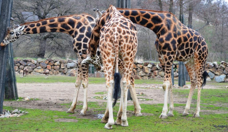 Hvězdy vystoupí na benefičním online koncertu „Hrajeme pro 20 ZOO“