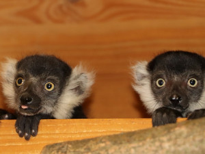 Lemurům se v plzeňské zoo daří, nově se tu radují ze šesti mláďat