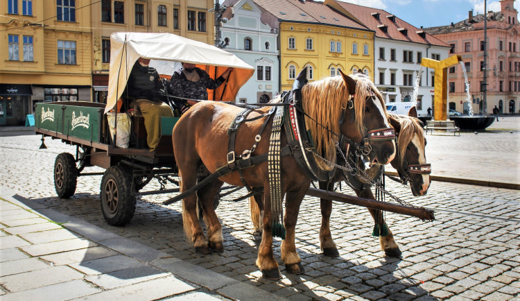 Pivovarský povoz v Plzni nepřerušil jízdy v pandemii ani na den, pivo ale nevozí