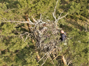Adrenalin v korunách stromů, experti kontrolovali hnízda orlů mořských