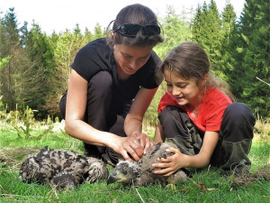 Adrenalin v korunách stromů, experti kontrolovali hnízda orlů mořských
