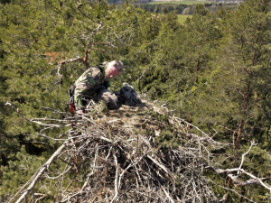 Adrenalin v korunách stromů, experti kontrolovali hnízda orlů mořských