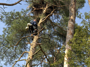 Adrenalin v korunách stromů, experti kontrolovali hnízda orlů mořských