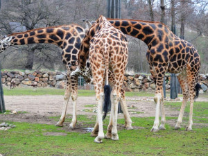 Nejúspěšnějším turistickým cílem loňského roku v Plzeňském kraji byla Zoo Plzeň