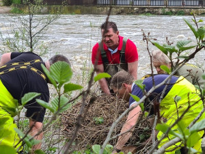Stoupající hladina řek ohrožovala i hnízdící labutě, na pomoc jim musel vyrazit hasiči