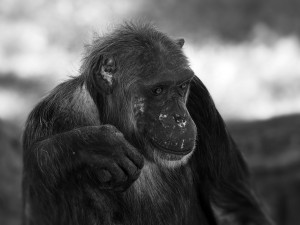 Velký smutek u šimpanzů, v plzeňské zoo uhynul legendární samec Bask