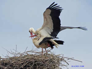 Páření čápů na hnízdě