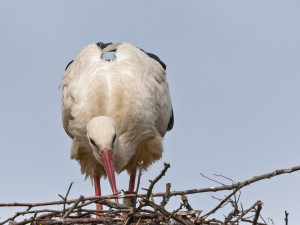 Na zádech Kryštofy je dobře vidět připevněná vysílačka