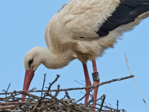 Nejslavnější čápice Kryštofa sedí na vejci a čeká na vylíhnutí prvního potomka