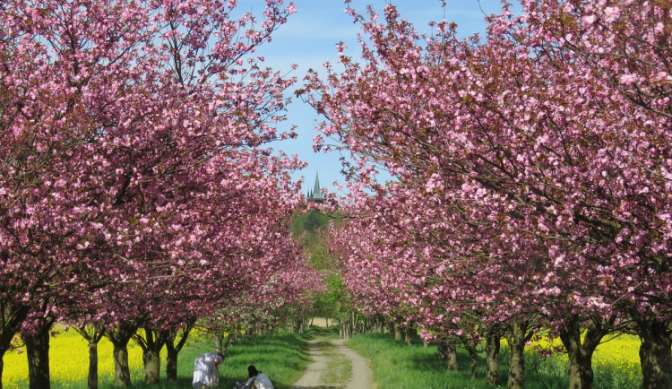 Sakutová alej láká davy lidí, pro fotografii neváhají ohýbat a lámat větve