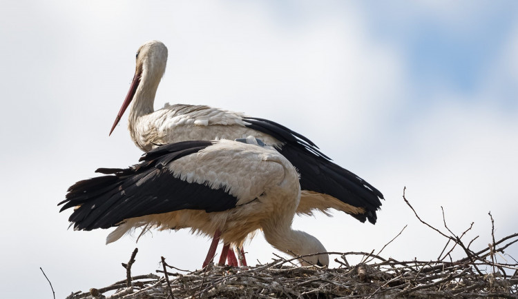 Rodiče se na hnízdě střídají v péči o vejce