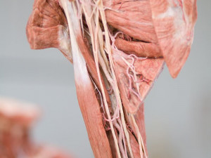 Budoucím zdravotníkům pomohou při výuce takzvané plastináty lidského těla
