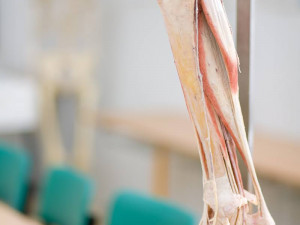 Budoucím zdravotníkům pomohou při výuce takzvané plastináty lidského těla