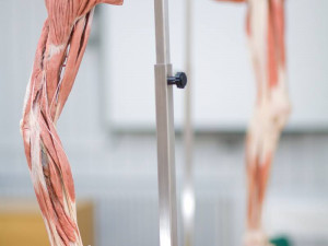Budoucím zdravotníkům pomohou při výuce takzvané plastináty lidského těla