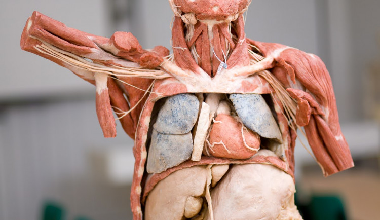 Budoucím zdravotníkům pomohou při výuce takzvané plastináty lidského těla