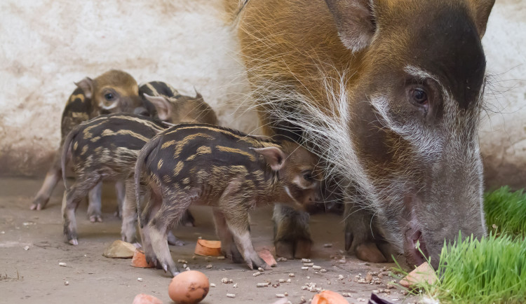 V Safari Parku se narodila čtyřčata štětkounů
