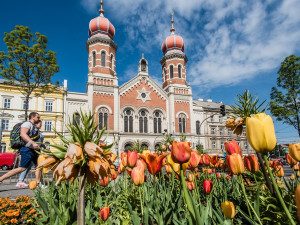 Barevná Plzeň vykvetla do krásy, jarní tulipány vystřídá na záhonech 6500 letniček