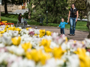 Barevná Plzeň vykvetla do krásy, jarní tulipány vystřídají letničky