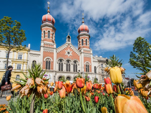 Barevná Plzeň vykvetla do krásy, jarní tulipány vystřídají letničky