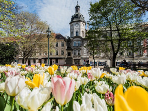Barevná Plzeň vykvetla do krásy, jarní tulipány vystřídají letničky