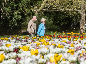 Barevná Plzeň vykvetla do krásy, jarní tulipány vystřídají letničky