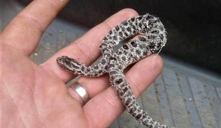 Jedovatého hada usmrtil na místě jeho majitel