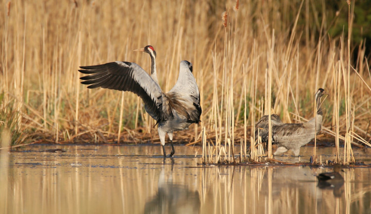 Mokřad je domovem pro desítky druhů ptáků.
