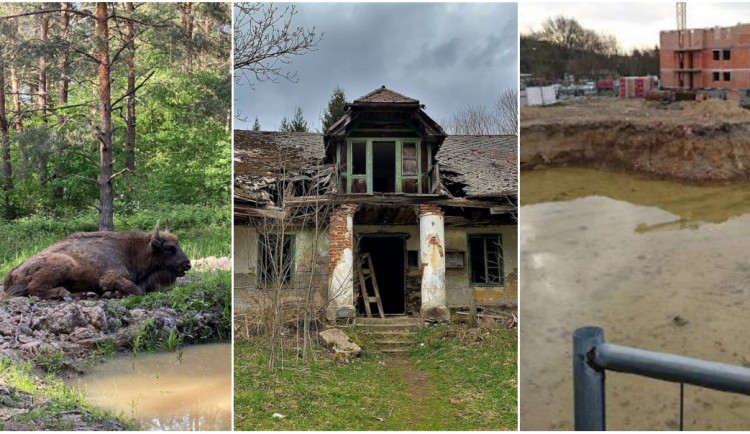 KVĚTEN 2021: Velká zubří tragédie, slavná šumavská hájovna i mizející voda z Boleváku