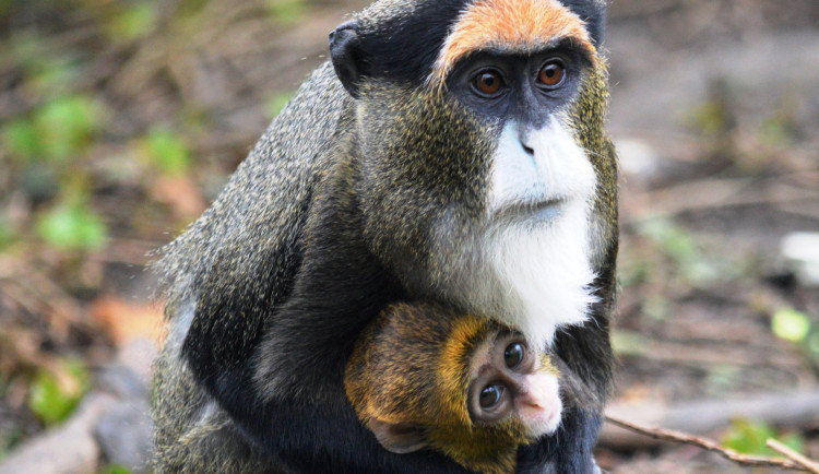Ošetřovatelé v zoo mají důvod k radosti, na svět přišlo mládě kočkodana