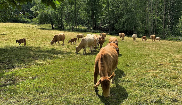 Agresivní kráva protrhla elektrický ohradník a zaútočila na dvojici seniorů kráčejících po cestě