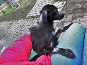 Viditelné rány, které měla Nelinka po příchodu do útulku, už se naštěstí zahojily