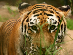 Tygří námluvy v plzeňské zoo mohou začít, samec Tiber se konečně dočkal samice Milashki
