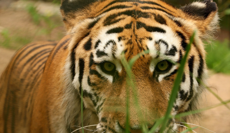 Modernizovaný výběh tygrů plzeňské zoo doplnila nová samice Milashi