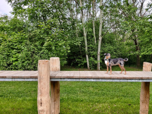 Psi se svými páníčky už mohou vesele dovádět na nové psí loučce