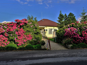 Slavné rododendrony na jižním Plzeňsku vykvetly s měsíčním zpožděním, letos mají i méně květů