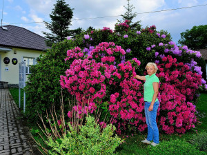 Slavné rododendrony na jižním Plzeňsku vykvetly s měsíčním zpožděním, letos mají i méně květů